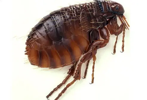 How to Get Rid of Silverfish: Proven Pest Control Tips