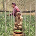 How to Improve Agricultural Growth in Uttar Pradesh