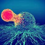 Cell Therapy Market