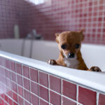 Creative Small Bathroom Ideas