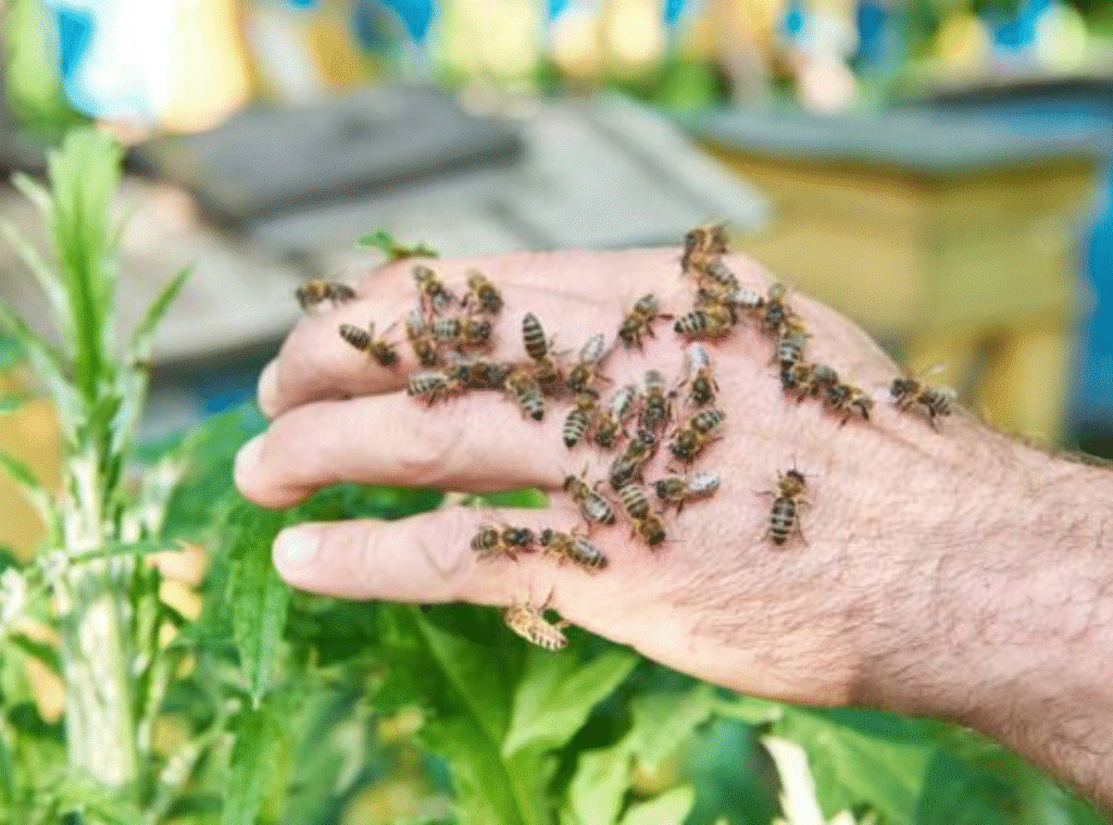 Should You Feed Bees? Pros and Cons Explained