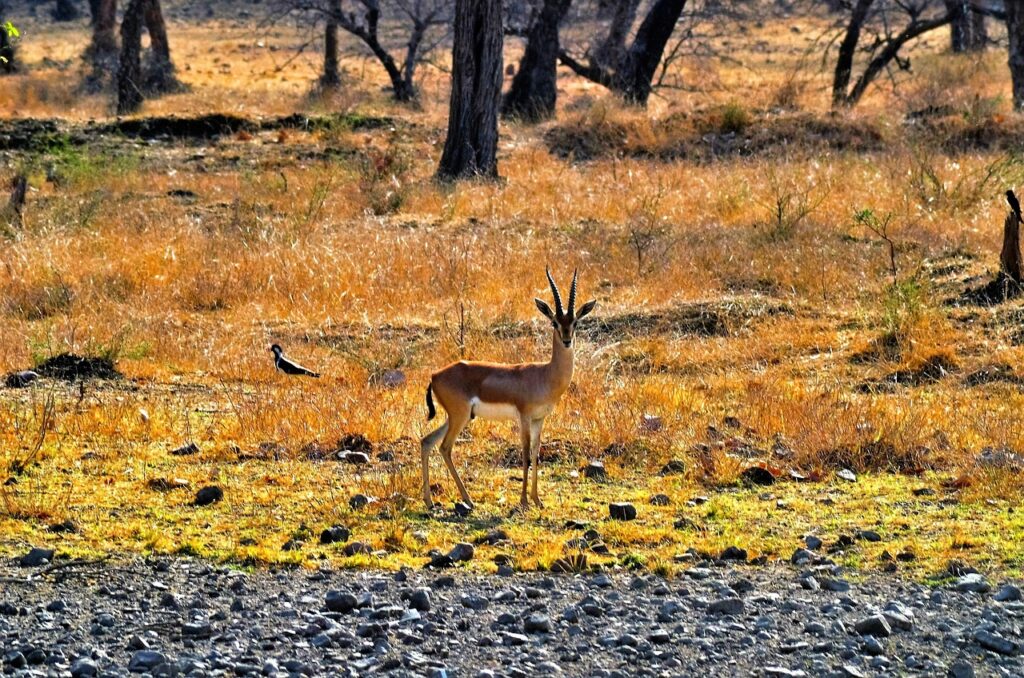 ranthambore tour