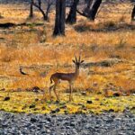 ranthambore tour