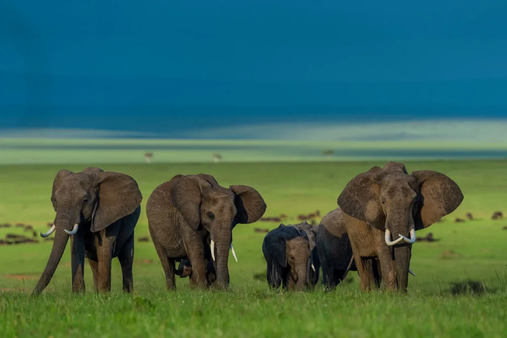 7 Things to Know Before Your First Wildlife Safari 