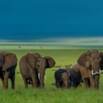 7 Things to Know Before Your First Wildlife Safari 