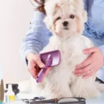 Treating Fleas with Grooming: Tips from Your Local Pet Groomer