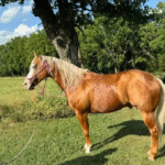 Horse breed