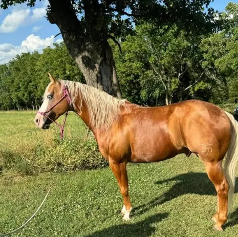 Horse breed