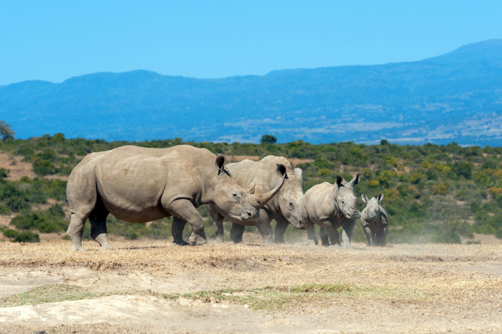 zanzibar safari tour