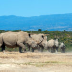 zanzibar safari tour