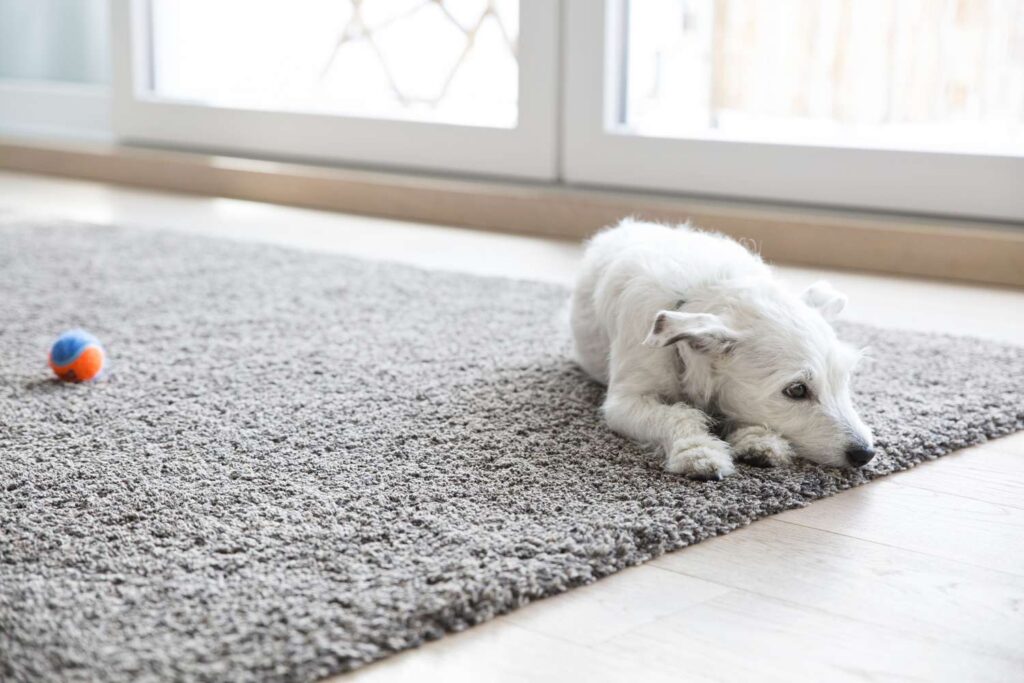 Baltimore Carpet Cleaning