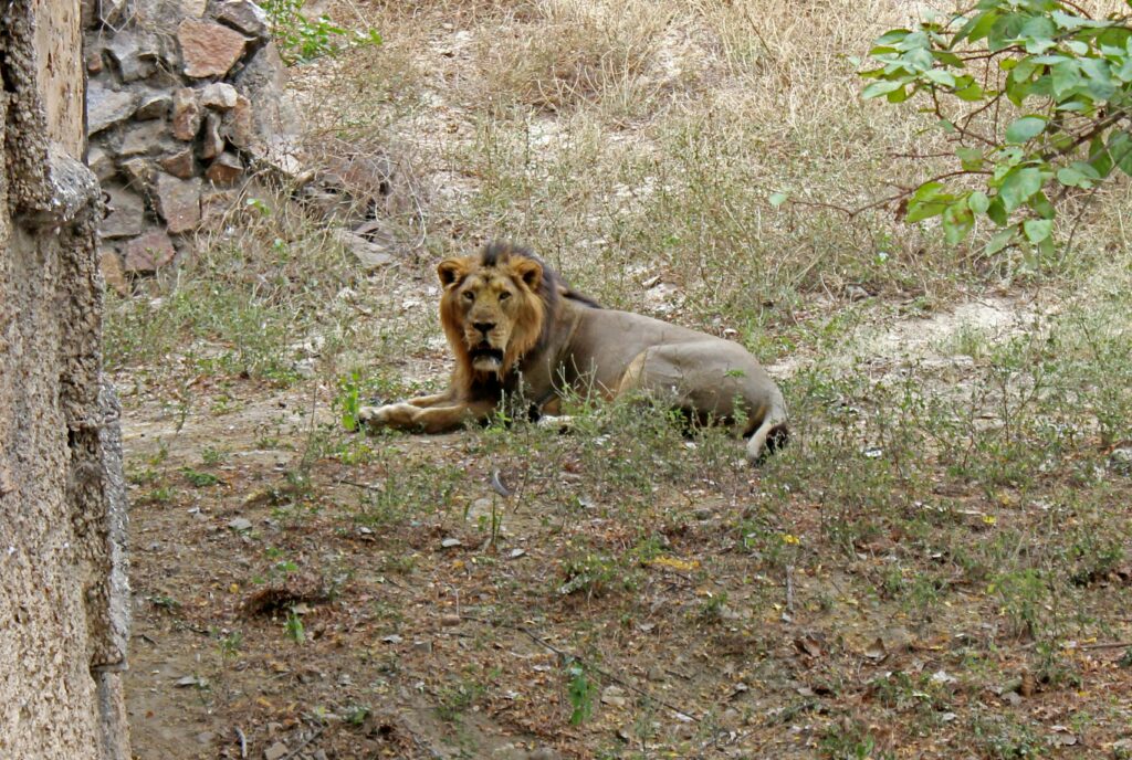 Explore Wilderness & Heritage at Girnar Nature Safari Park: Where Lions Roam Beneath Sacred Peaks