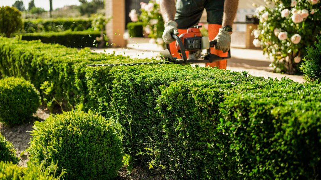 Hedge Trimming