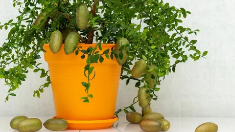 Premium Citrus Lime plant in a white ceramic pot placed indoors in a UAE home setting.