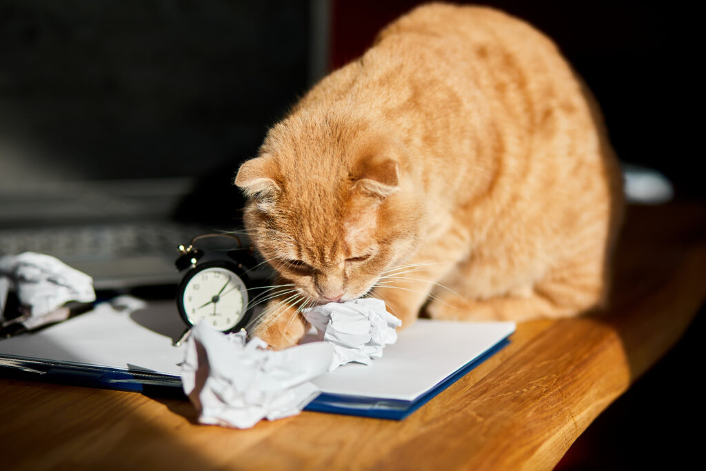 calming supplements for cats